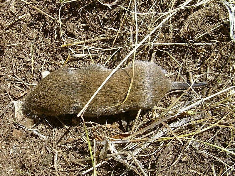 Microtus savii